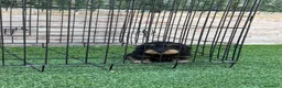 Teckel perros en venta: Cachorra de teckel pelo duro - Anuncio 1