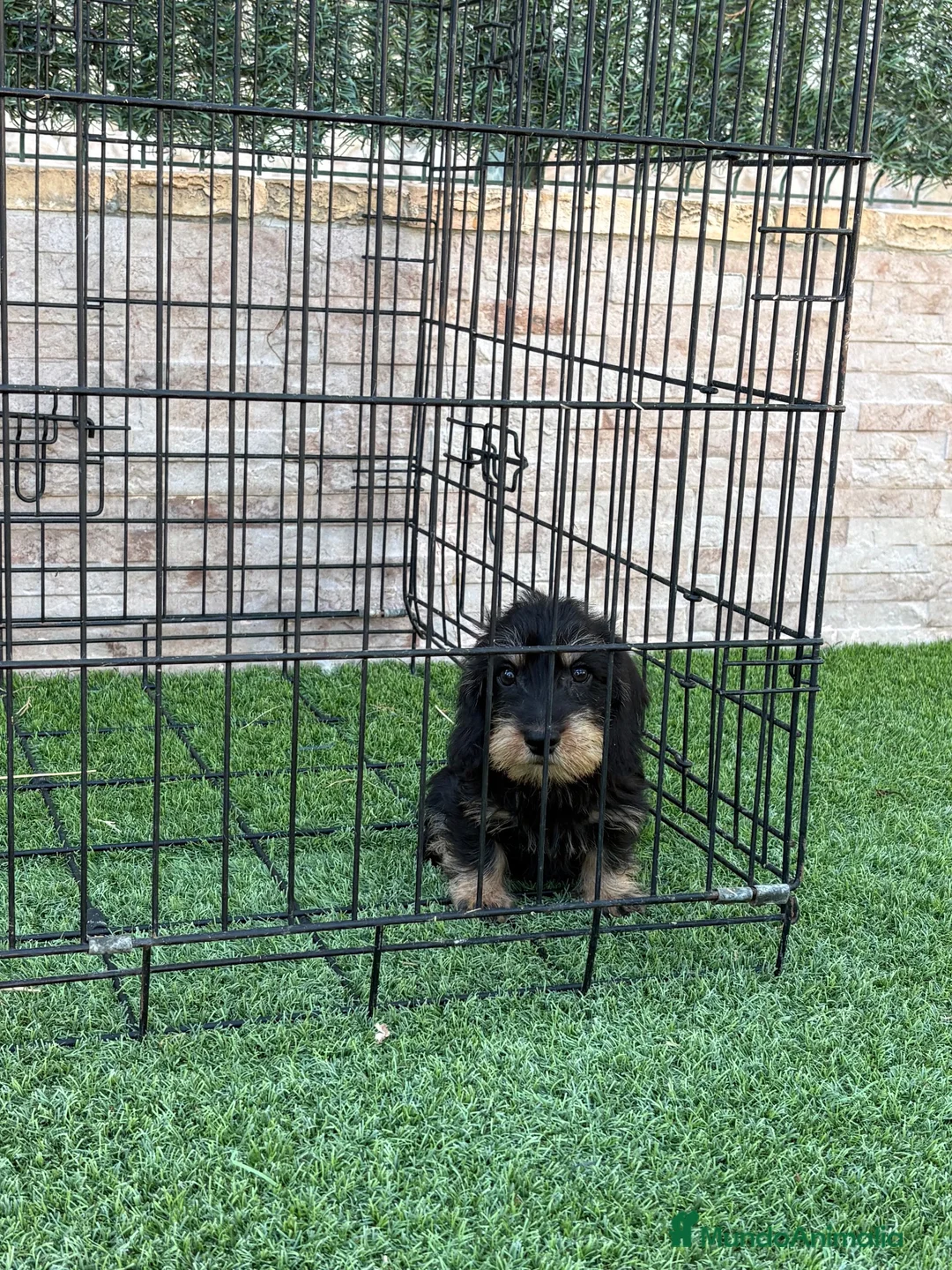 Teckel perros en venta: Cachorra de teckel pelo duro - Anuncio 1