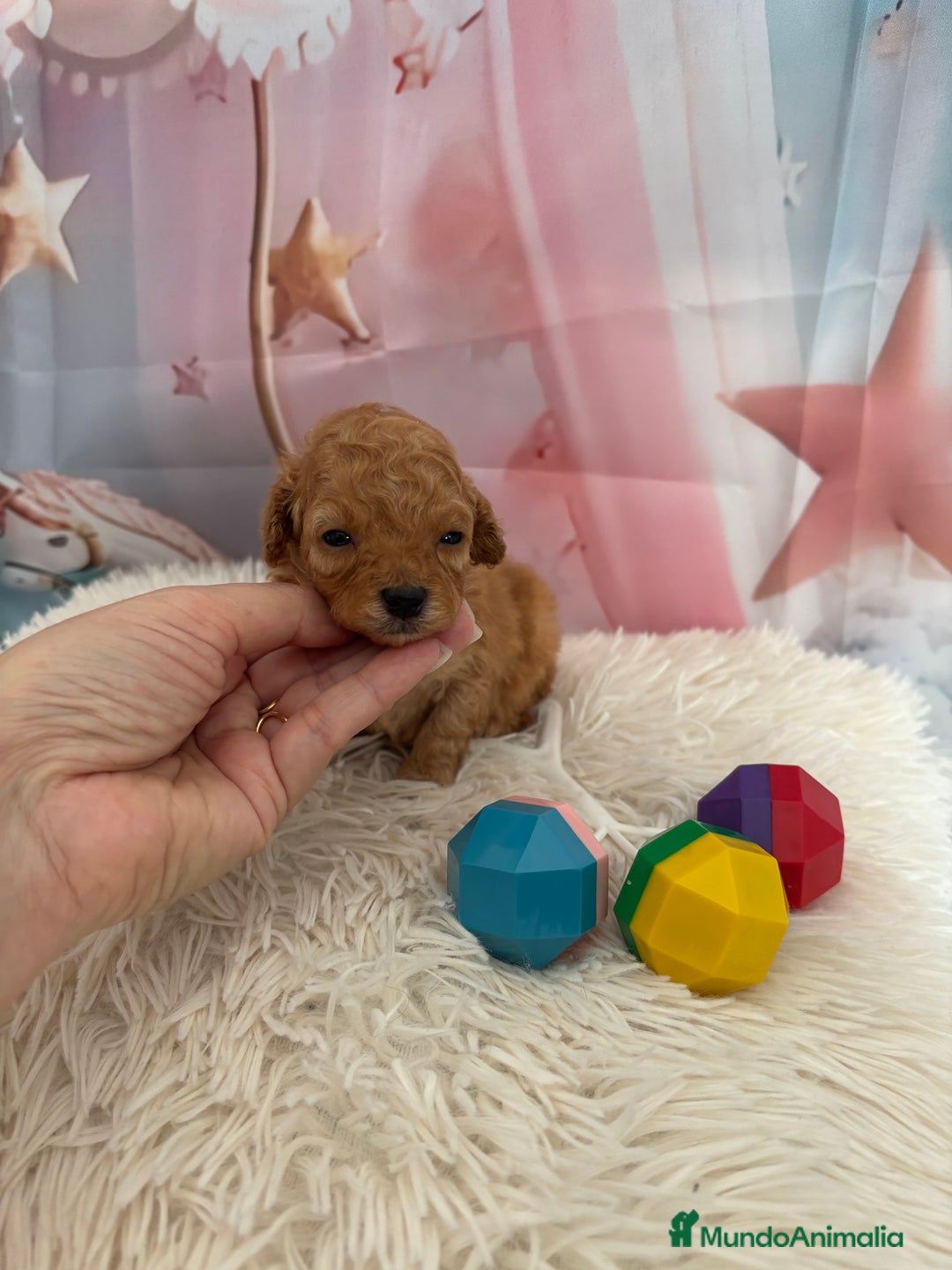 Caniche Toy perros en venta: Caniche Toy Apricot  - Anuncio 9