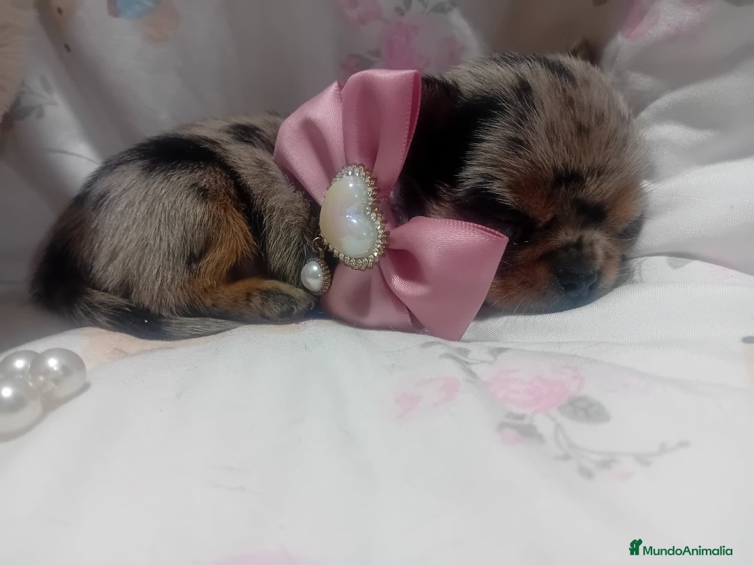 Chihuahua perros en venta: Chihuahua toy ✨ chatos cabeza manzana  - Imagen 4