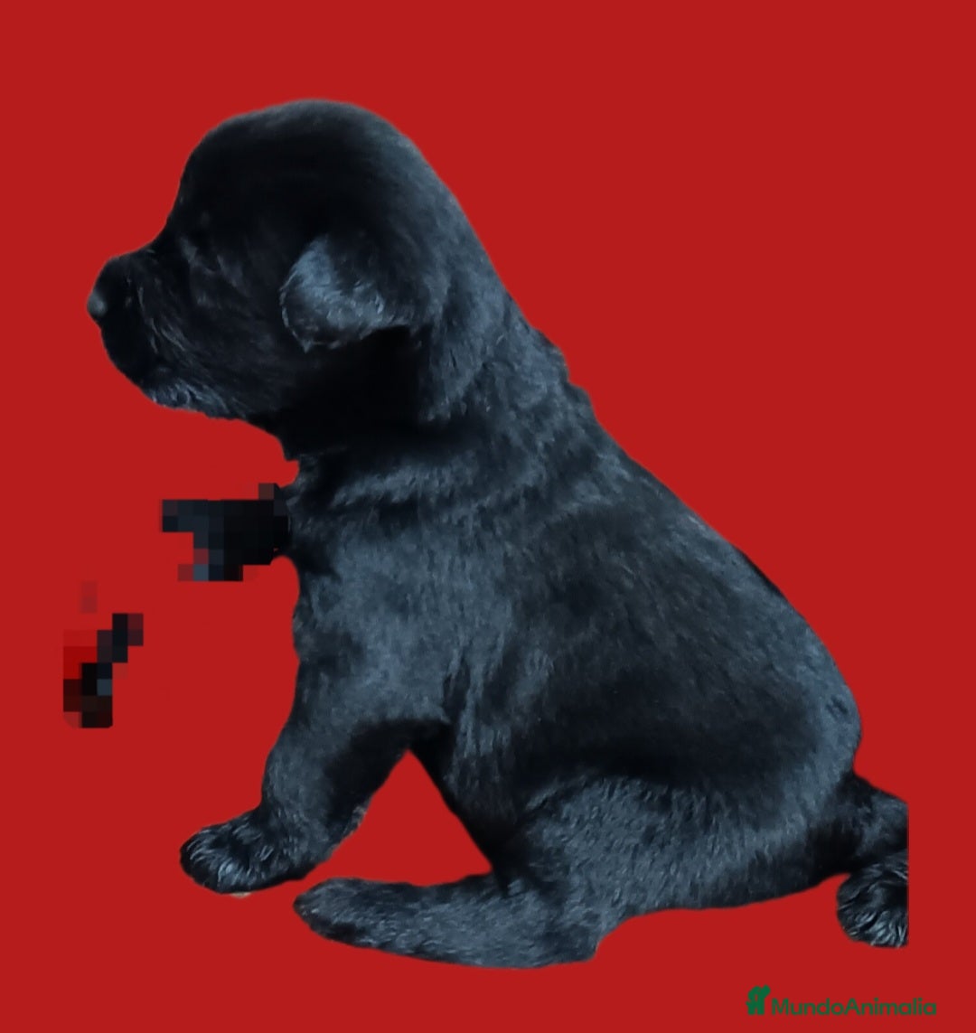 Schnauzer Gigante perros en venta: Schnauzer Gigante Negro - Anuncio 2