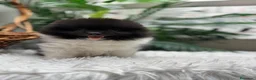 Pomerania perros en venta: POMERANIA - Anuncio 2