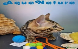 Bengalí gatos en venta: Bengali Hembra 4604 AQUANATURA - Imagen 9