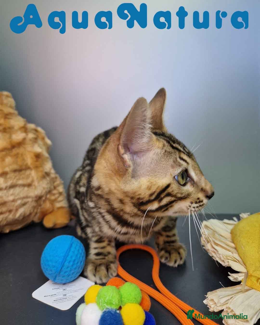 Bengalí gatos en venta: Bengali Hembra 4604 AQUANATURA - Imagen 9