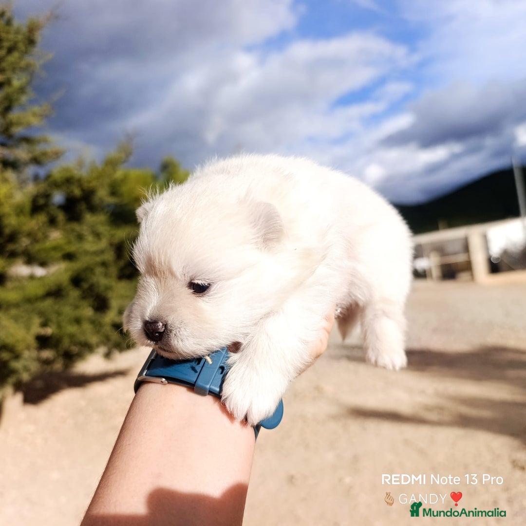 Pomerania perros en venta: PRECIOSA CAMADA DE POMERANIA - Anuncio 5