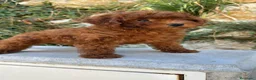 Caniche Enano perros en venta: Caniche En Girona  - Anuncio 2