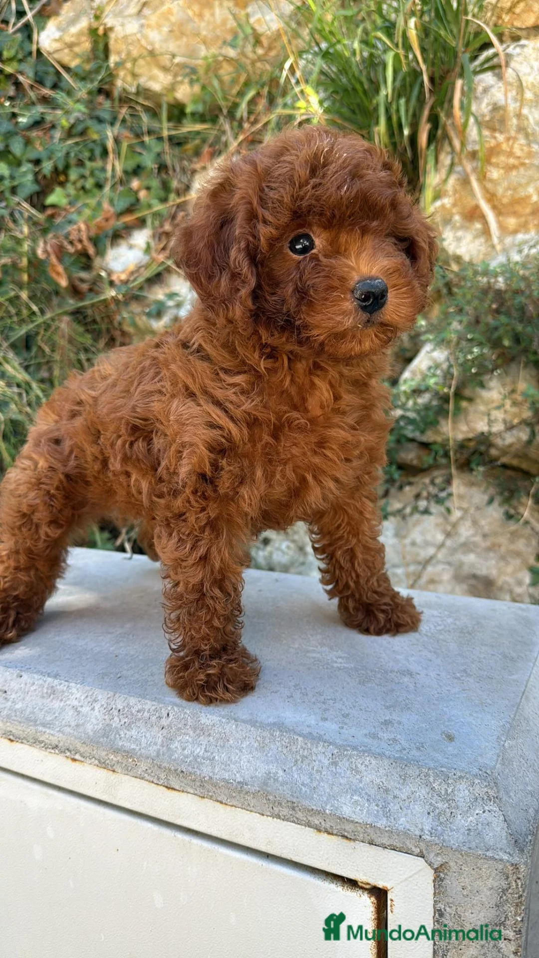 Caniche Enano perros en venta: Caniche En Girona  - Anuncio 2