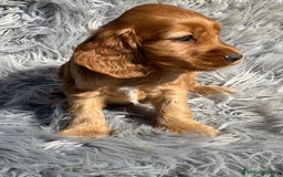 Cocker Spaniel Inglés perros en venta: Cocker dorado  - Imagen 5
