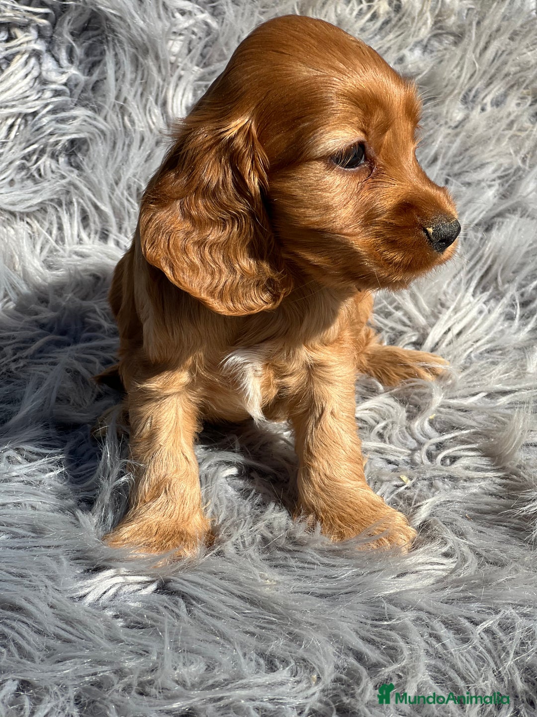 Cocker Spaniel Inglés perros en venta: Cocker dorado  - Imagen 5