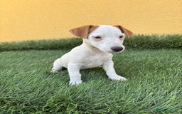Jack Russell Terrier perros en venta: jack russell hembra de pata corta  - Imagen 6