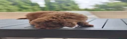 Caniche Toy perros en venta: Caniches rojos disponibles - Anuncio 11