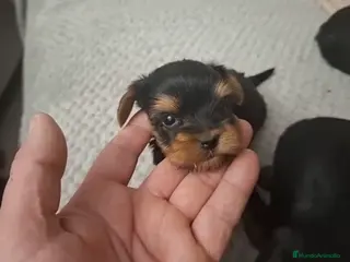 Yorkshire Terrier perros Espectacular camada de Yorkshire toy - Anuncio 3
