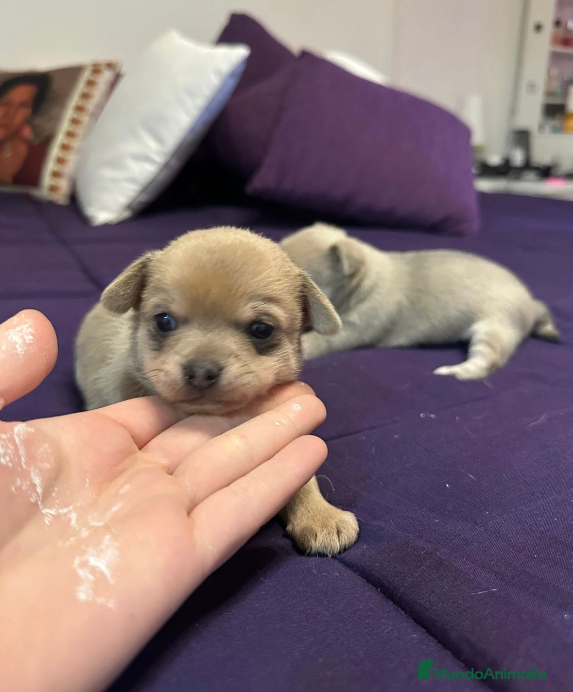 Chihuahua perros Cachorros de Chihuahua 🐶🐾 - Anuncio 1