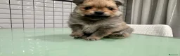 Pomerania perros en venta: Pomerania toy hembra sable preciosa  - Anuncio 8