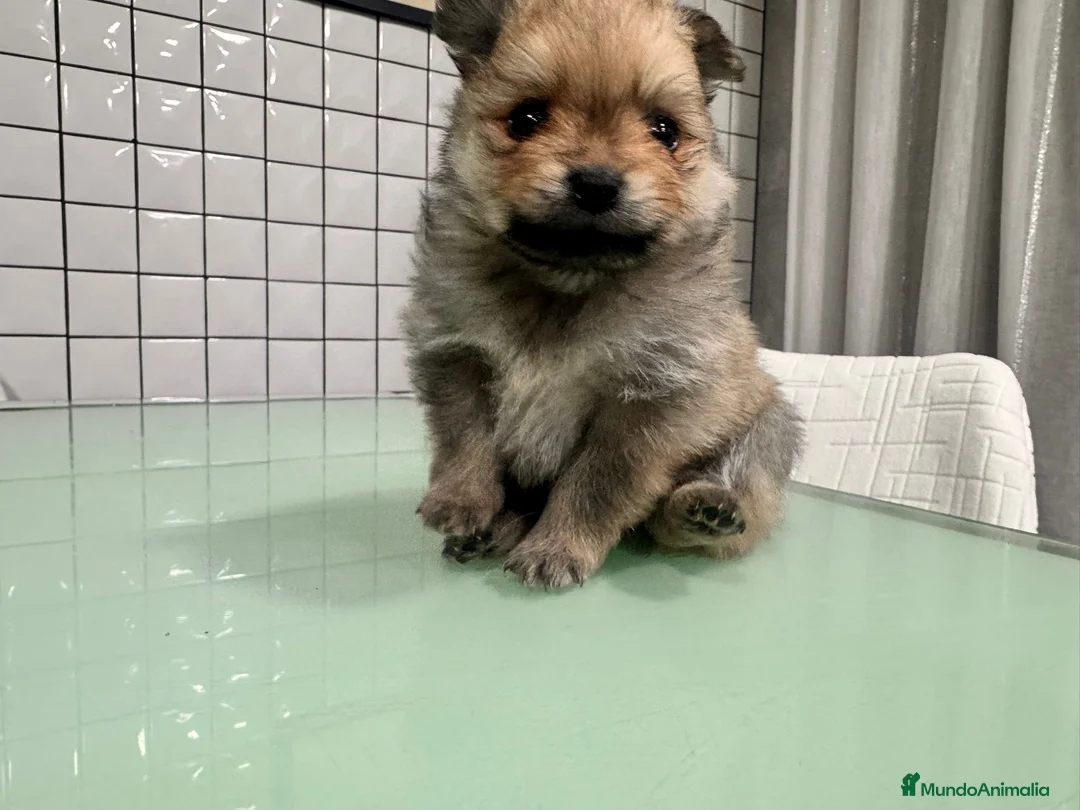 Pomerania perros en venta: Pomerania toy hembra sable preciosa  - Anuncio 8