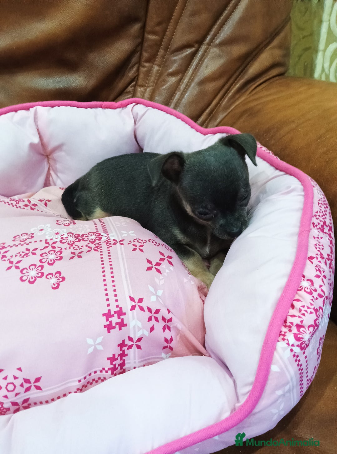 Chihuahua perros en venta: CHIHUAHUA TOY  - Imagen 8