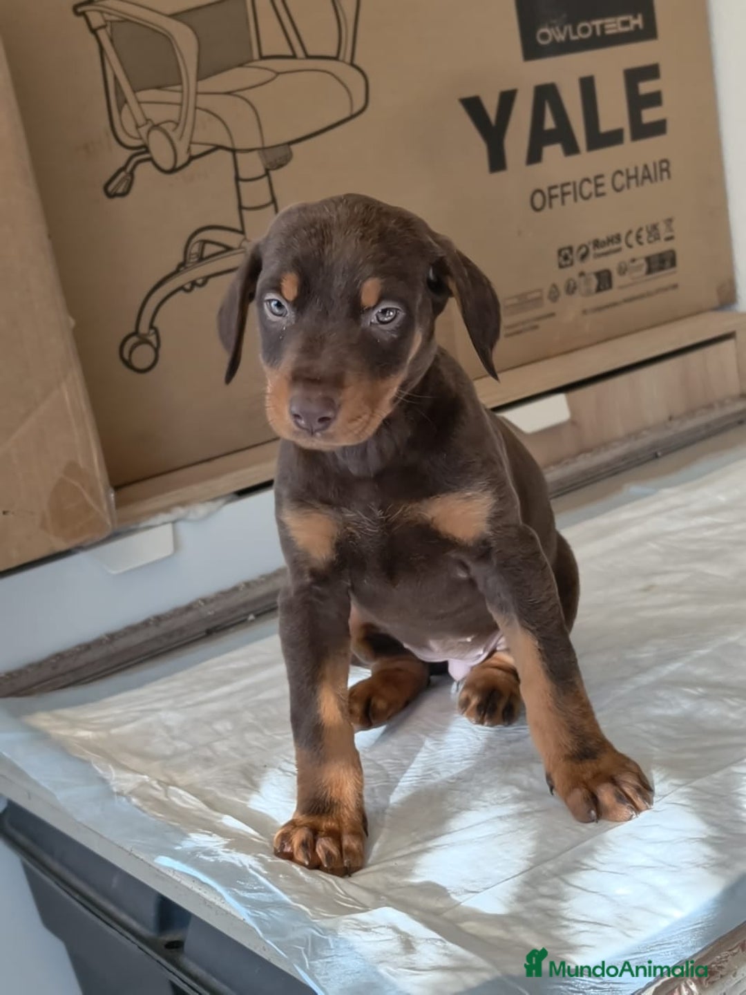 Dobermann perros en venta: Doberman  - Anuncio 2