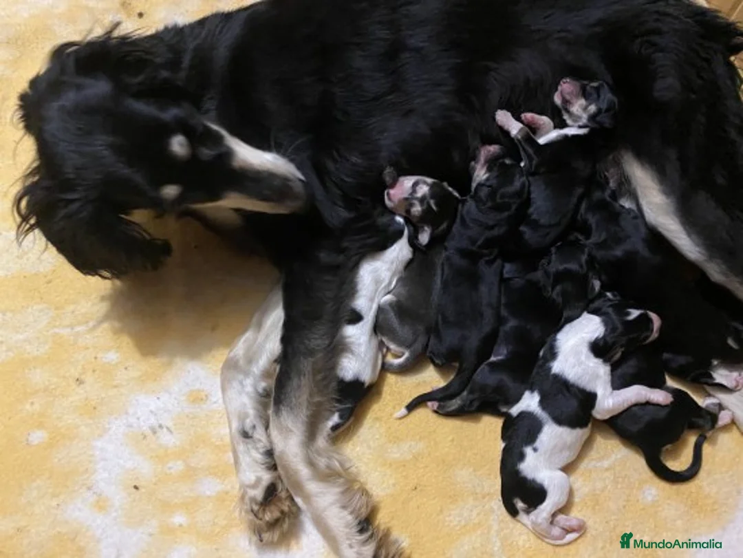 Imagen de galería {{count}}