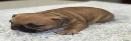 Bulldog Francés perros en venta: Cachorros de bulldog francés - Anuncio 20