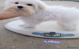 Bichón Maltés perros en venta: Macho maltés 5 meses coreano ❗❗❗ - Imagen 1