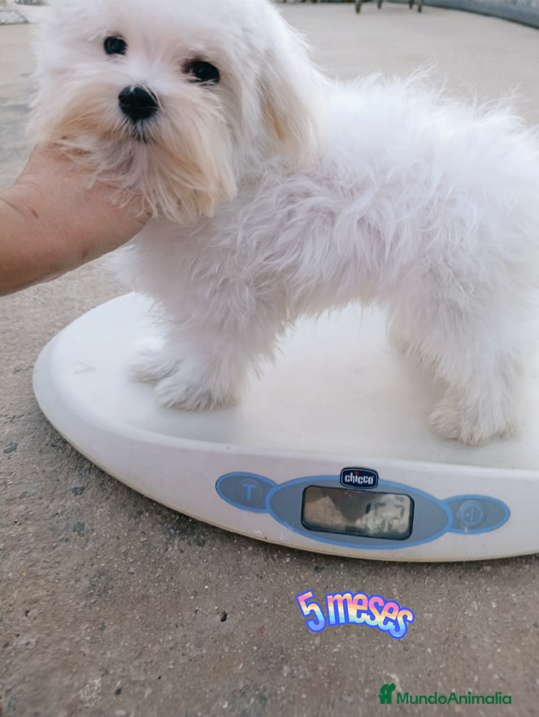 Bichón Maltés perros en venta: Macho maltés 5 meses coreano ❗❗❗ - Imagen 1