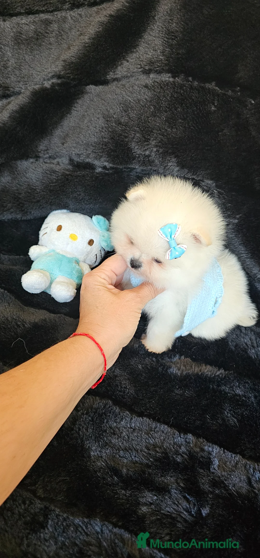 Pomerania perros en venta: Pomerania machito miniatura  - Anuncio 1