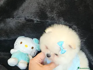 Pomerania perros Pomerania machito miniatura - Anuncio 2