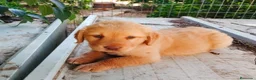 Labrador Retriever perros en venta: Labrador retriever de calidad  - Anuncio 5