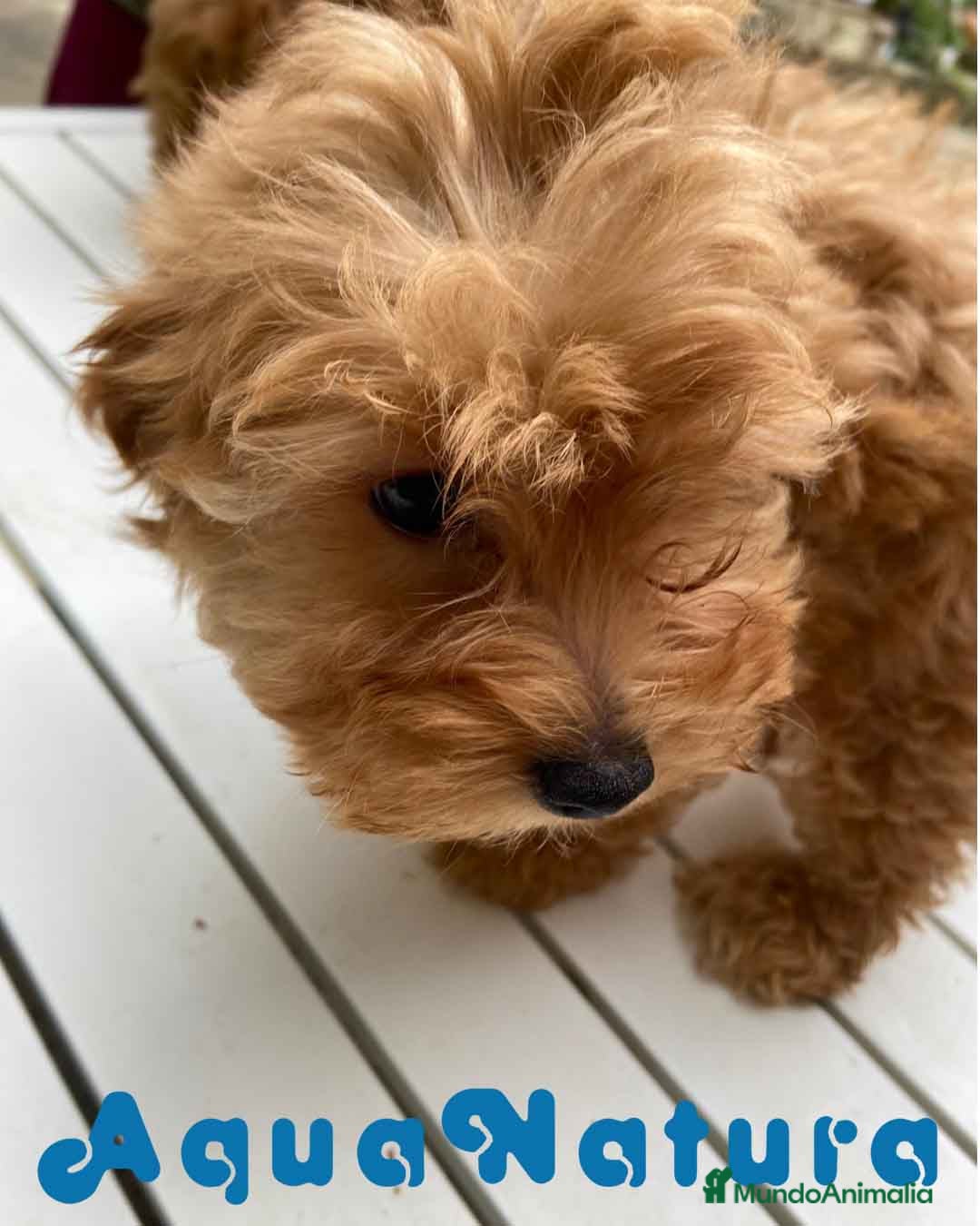 Havapoo perros  Havapoo Hembra de Hada y Can 1902 AQUANATURA - Anuncio 3