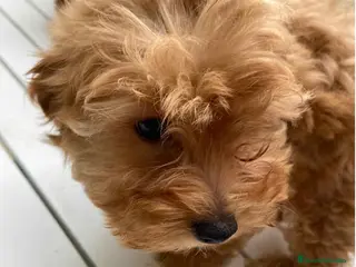 Havapoo perros Havapoo Hembra de Hada y Can 1902 AQUANATURA - Anuncio 3