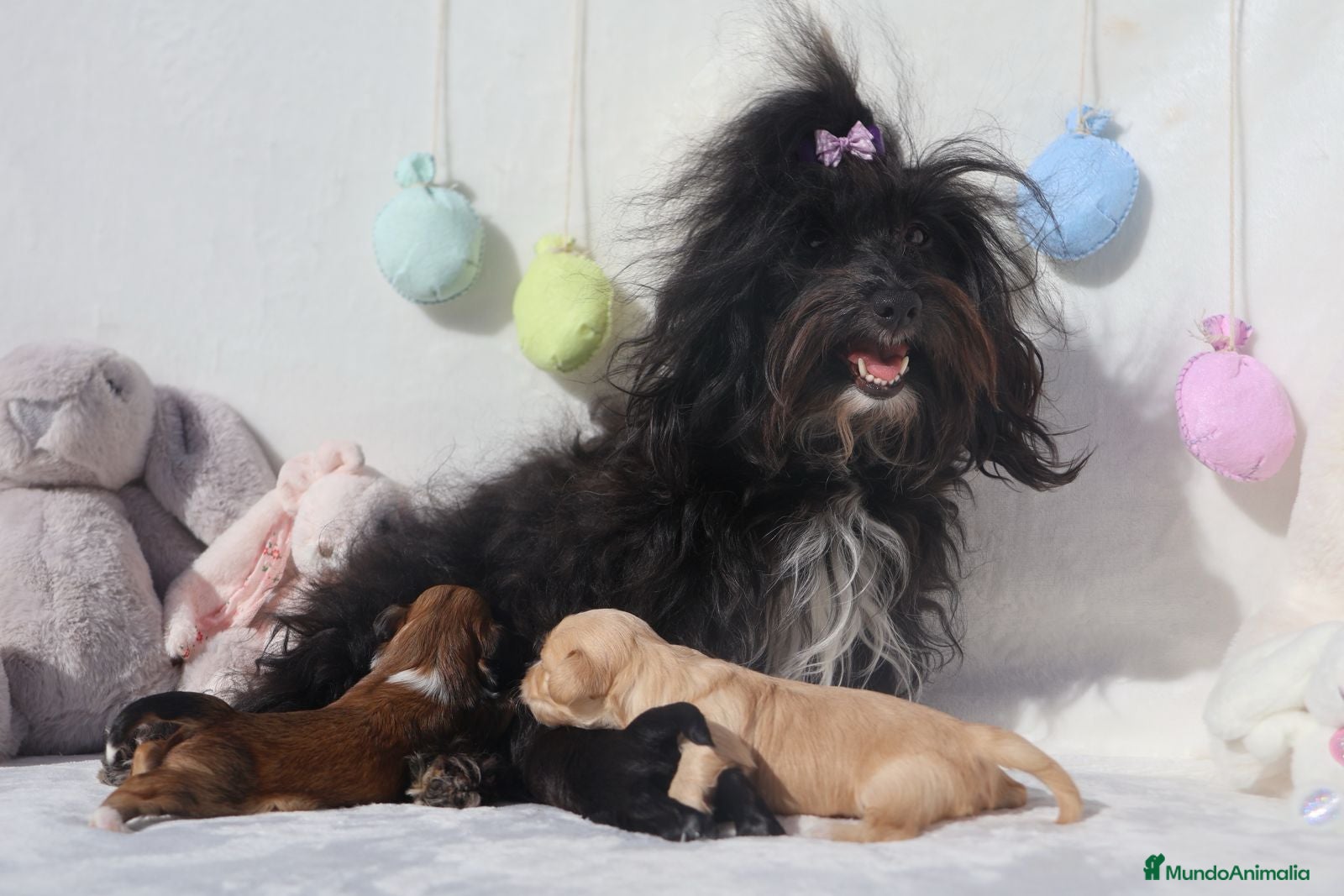 Bichón Habanero perros Camada de los Reyes Magos - Anuncio 6