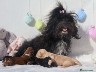 Bichón Habanero perros Camada de los Reyes Magos - Anuncio 1