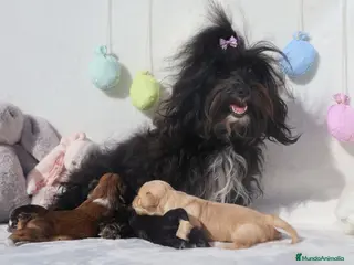 Bichón Habanero perros Camada de los Reyes Magos - Anuncio 5