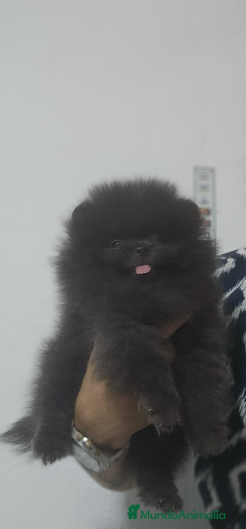 Pomerania perros EJEMPLARES DE POMERANIA LINIA RUSA  - Anuncio 17