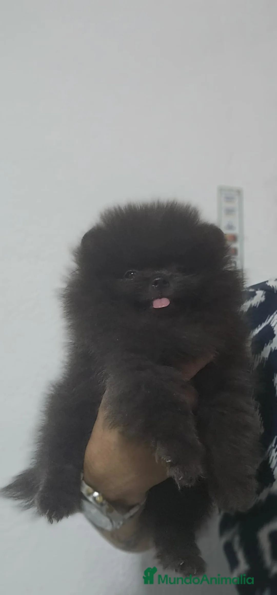 Pomerania perros en venta: EJEMPLARES DE POMERANIA LINIA RUSA  - Anuncio 2