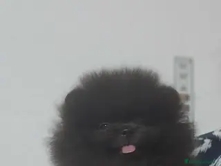 Pomerania perros EJEMPLARES DE POMERANIA LINIA RUSA - Anuncio 17