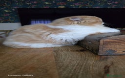 Persa gatos en venta: Gatito Persa Red Bicolour - Anuncio 2