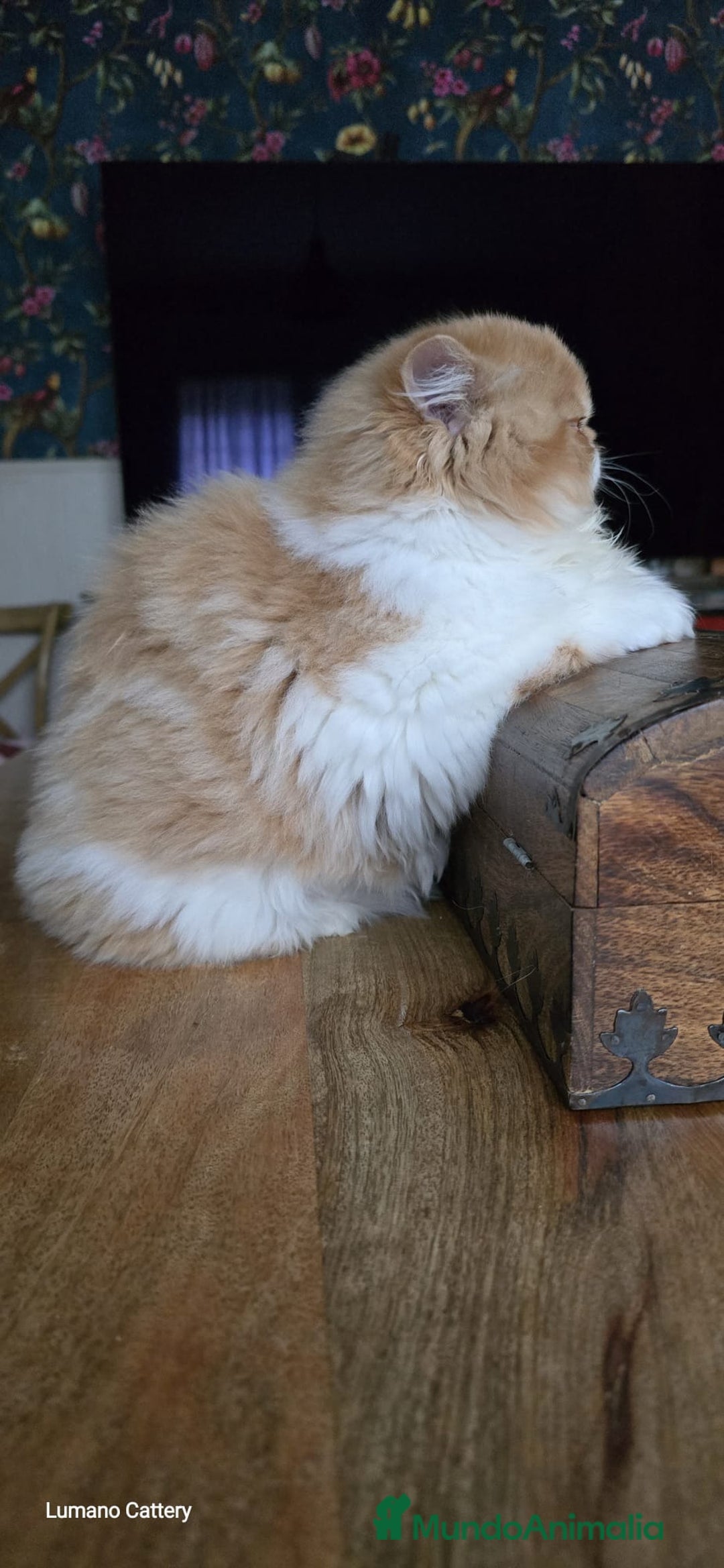 Persa gatos en venta: Gatito Persa Red Bicolour - Anuncio 2