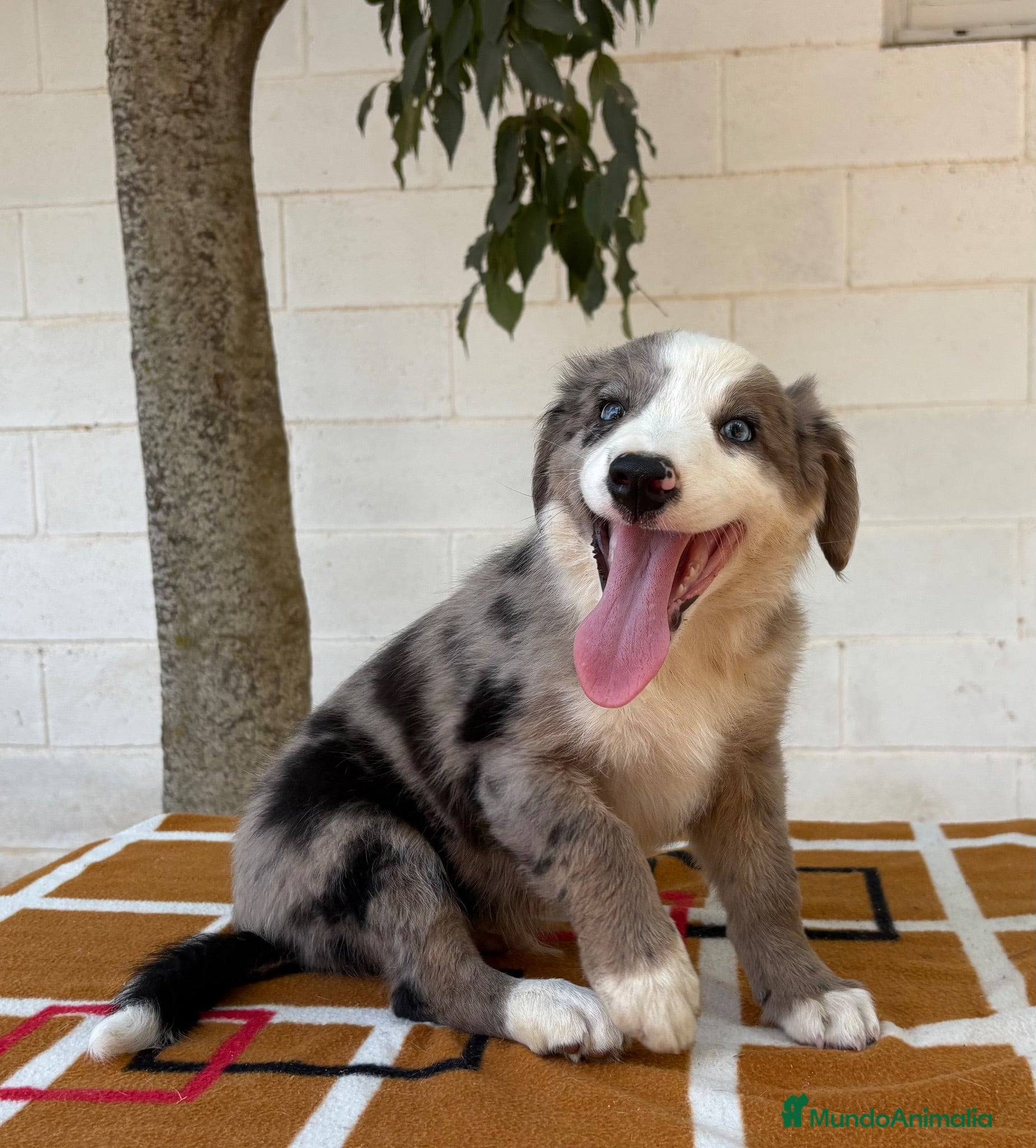 Border Collie perros Border Collie – Cachorros tranquilos 🐾 - Anuncio 1