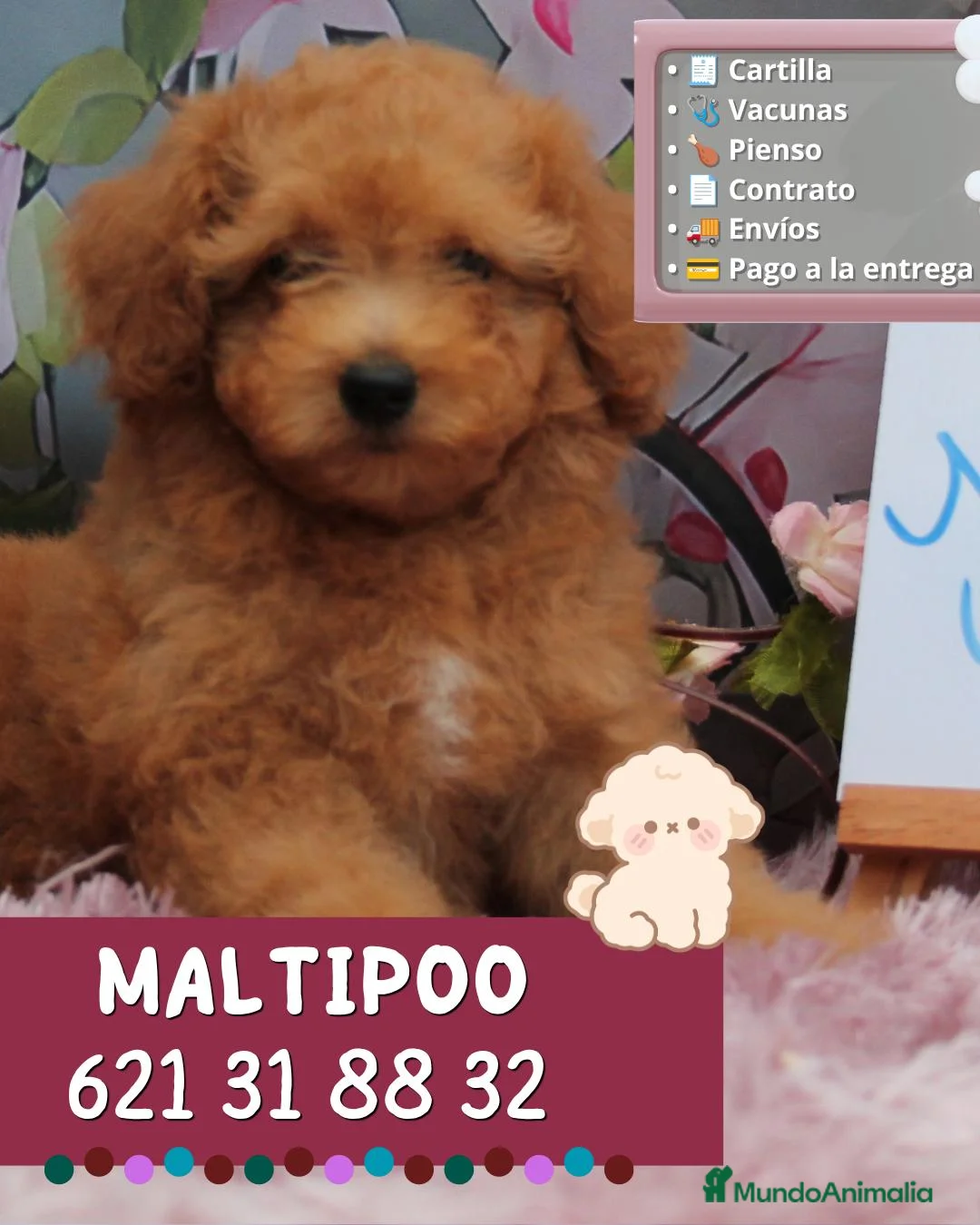 Maltipoo perros en venta: Preciosos maltipoo enano  - Anuncio 1