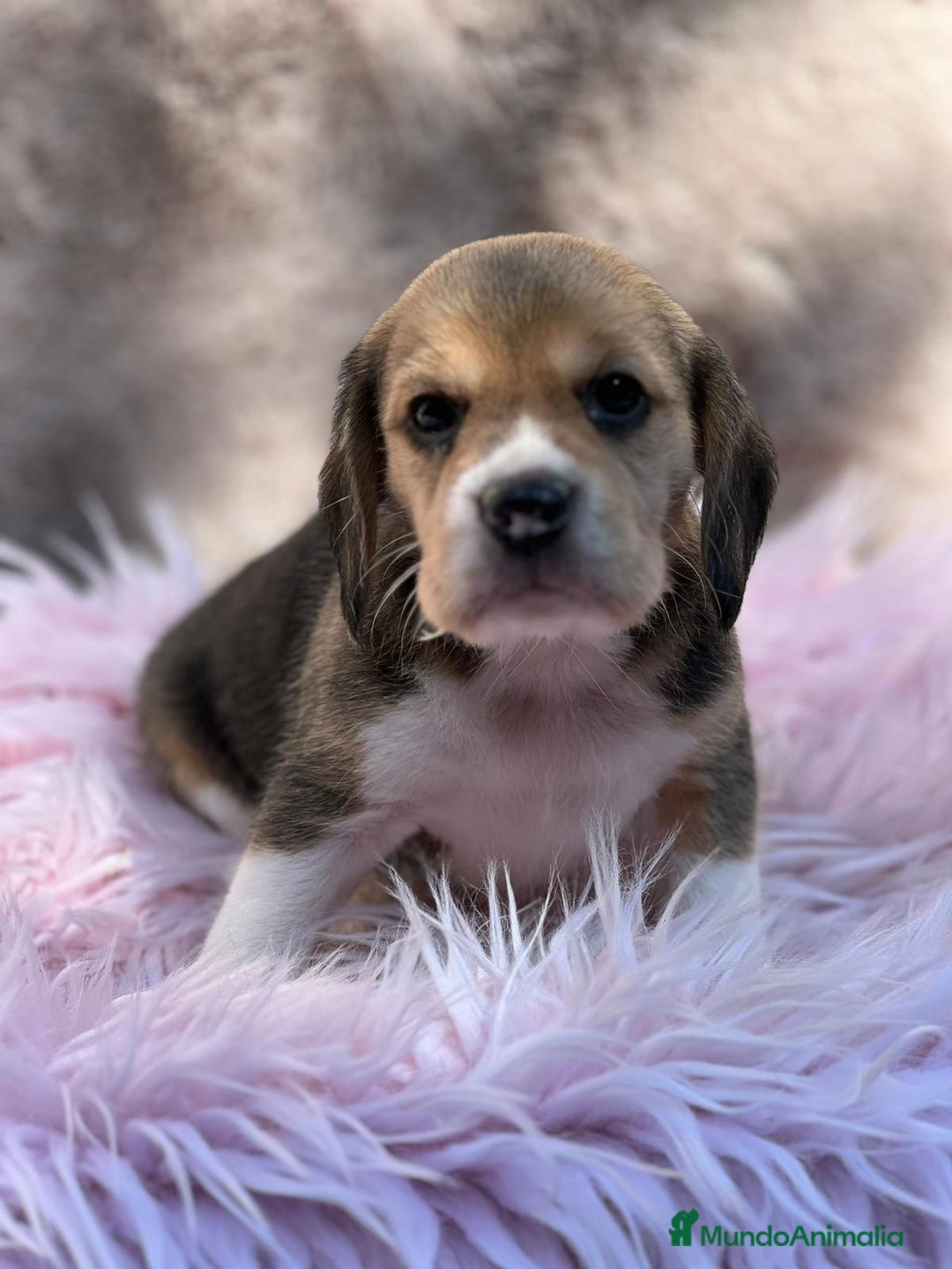 Beagle perros en venta: Beagle tricolor  - Imagen 6