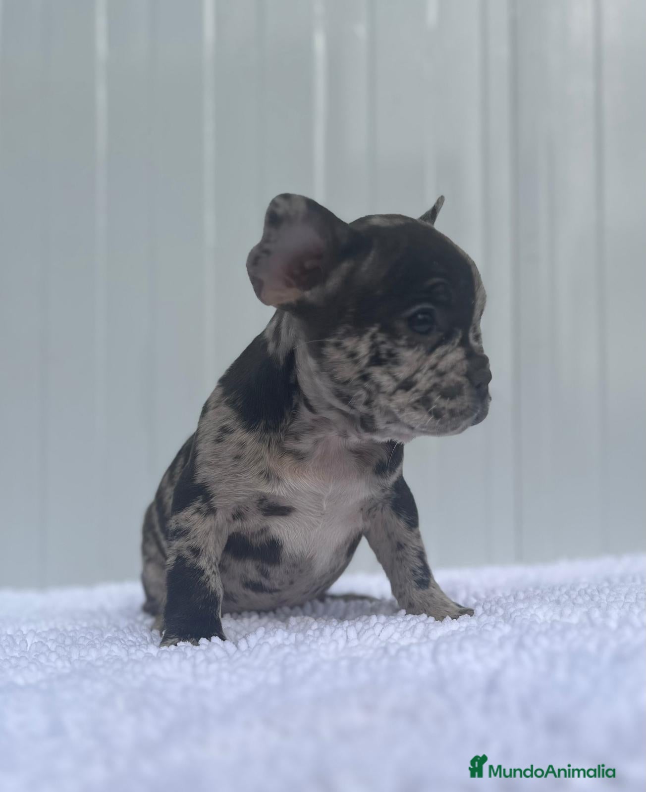 Bulldog Francés perros Cachorrita de Bulldog francés Merle blue  - Anuncio 9