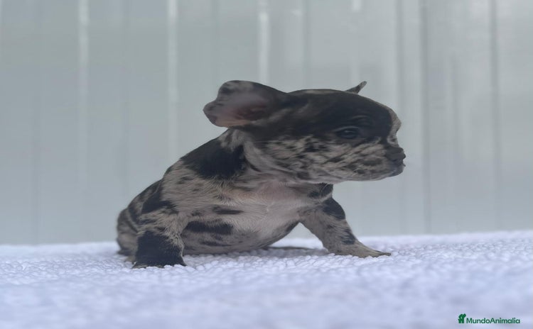 Bulldog Francés perros - Anuncio 1