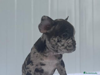 Bulldog Francés perros - Anuncio 2