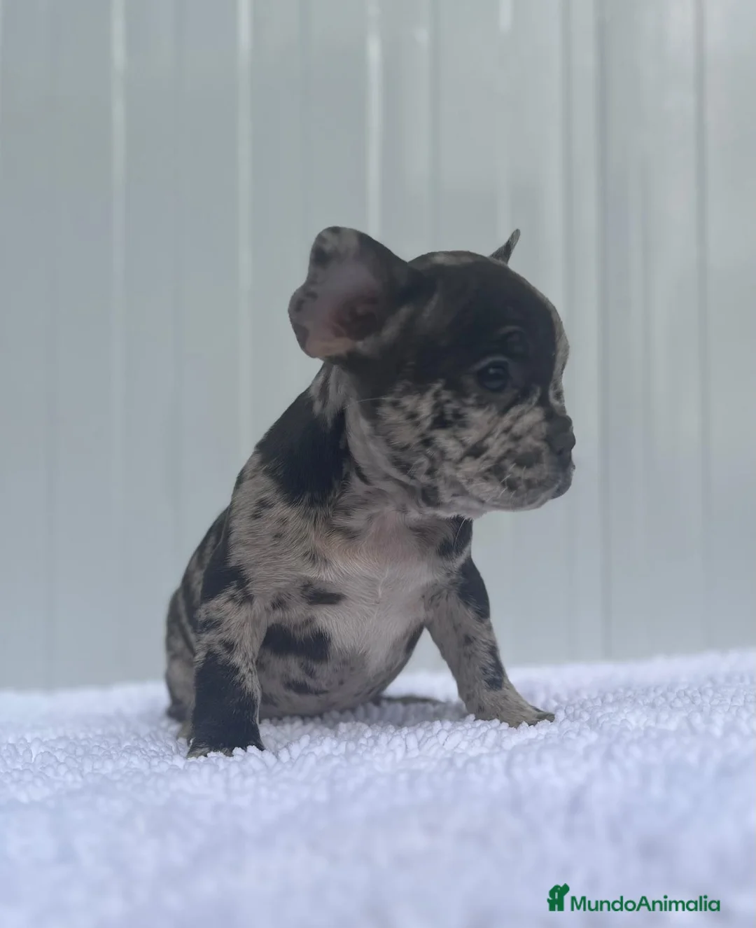 Bulldog Francés perros en venta: Cachorrita de Bulldog francés Merle blue  - Anuncio 1