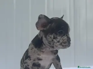 Bulldog Francés perros Cachorrita de Bulldog francés Merle blue - Anuncio 3