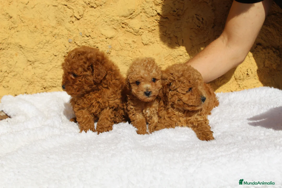 Caniche Enano perros en venta: Caniche enano rojo  - Anuncio 2