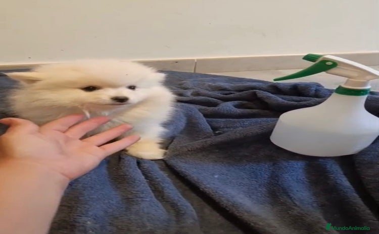 Pomerania perros - Propaganda 3