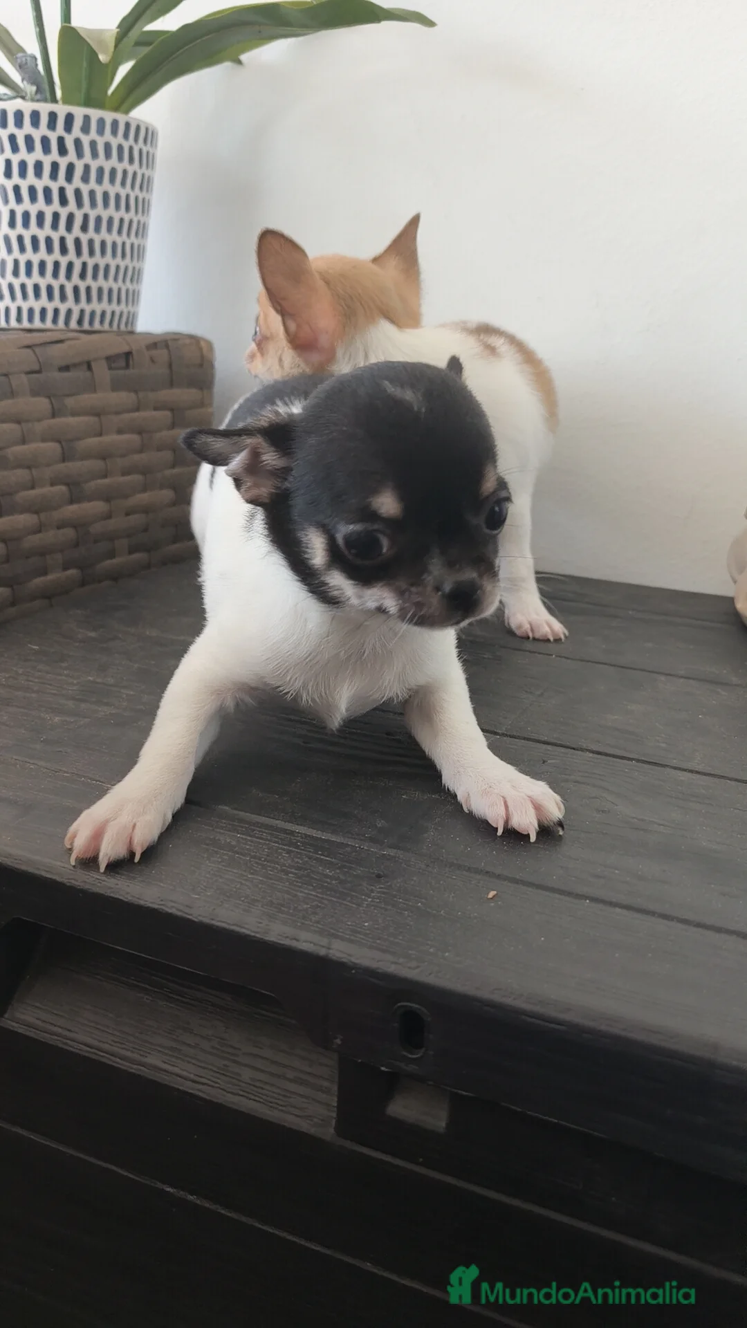 Chihuahua perros en venta: Chihuahua Toy macho y hembra  - Anuncio 8