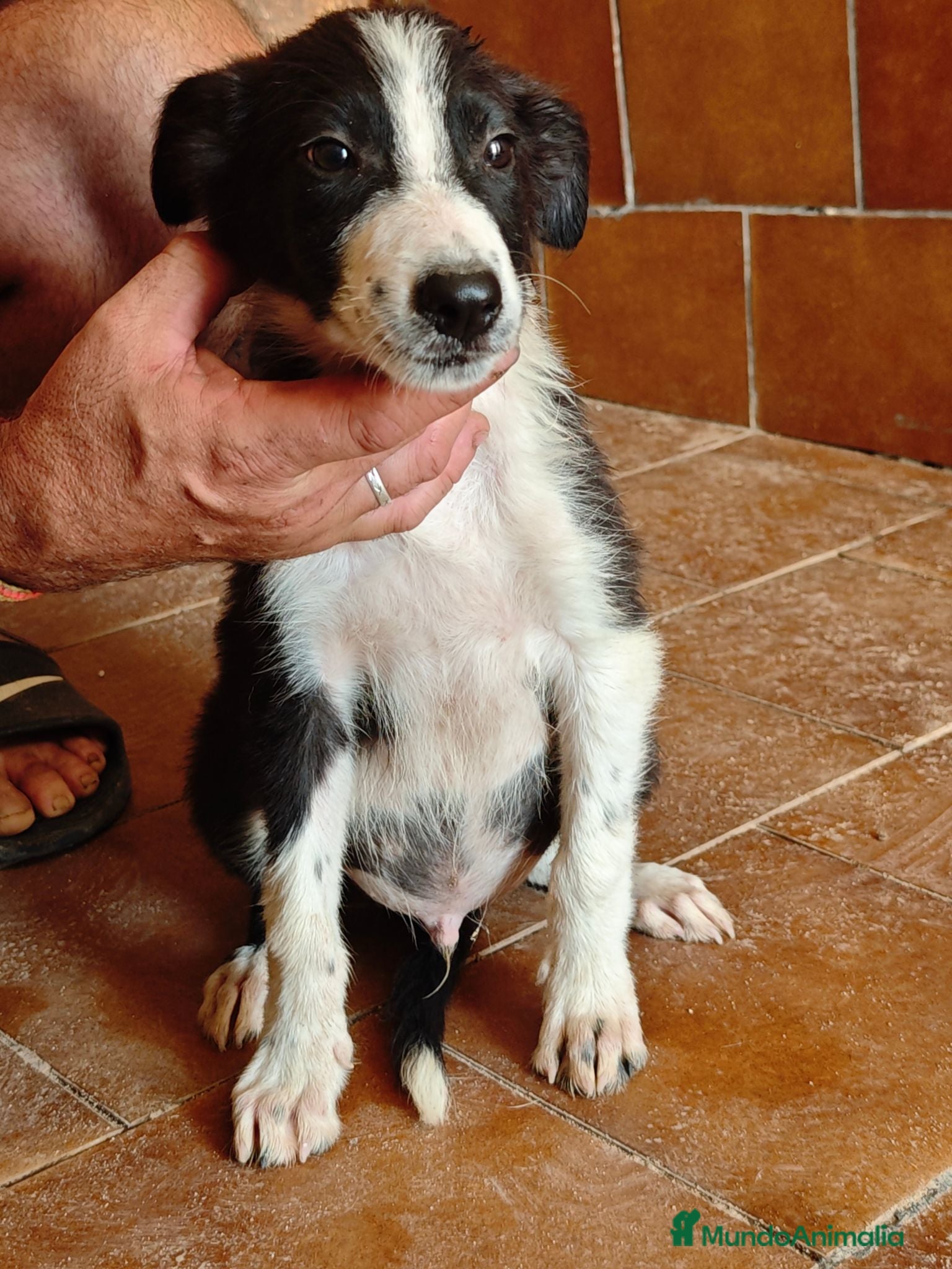 Border Collie perros Precioso border collie - Anuncio 1